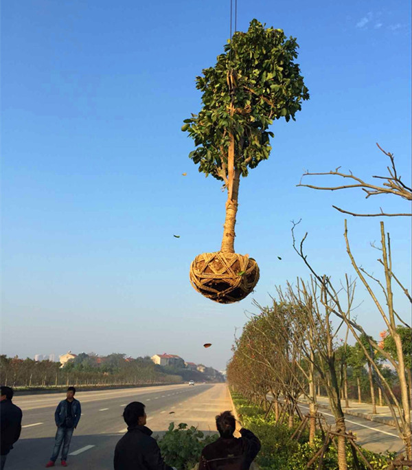 在项目树中，右键单击设备和网络文件夹，然后选择添加新设备。(在项目树中搜索零件时为什么显示不全)